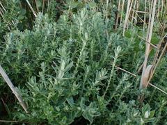 Senecio oederiifolius