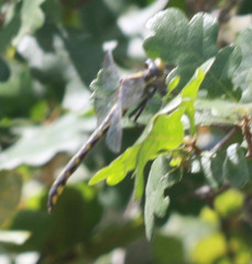 Phanogomphus kurilis