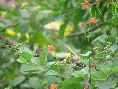 Chaetocercus berlepschi