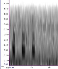 Ixobrychus eurhythmus