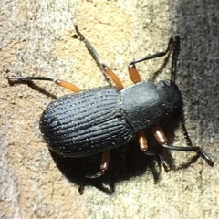 Haplandrus fulvipes