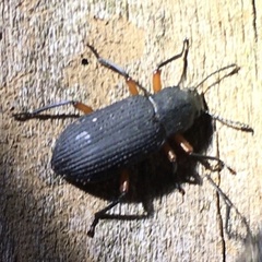 Haplandrus fulvipes
