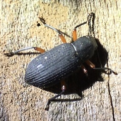 Haplandrus fulvipes