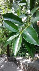 Viburnum odoratissimum