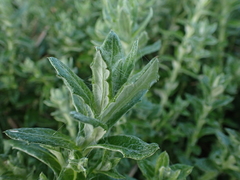 Senecio oederiifolius