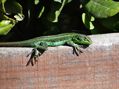 Liolaemus cyanogaster