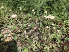 Antennaria rosea confinis