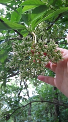 Viburnum odoratissimum
