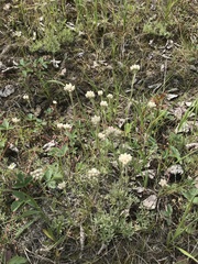 Antennaria rosea confinis
