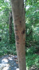 Viburnum odoratissimum