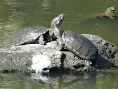 Kinosternon integrum