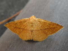 Striglina cancellata