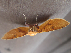 Striglina cancellata