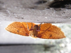 Striglina cancellata