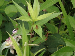 Parhelophilus integer