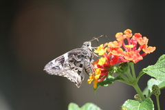 Codatractus bryaxis