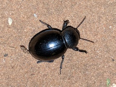 Ocnodes