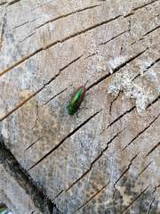 Eurythyrea aurata