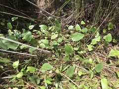 Liparophyllum exaltatum