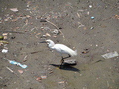 Egretta thula