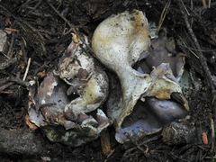Sarcosphaera coronaria
