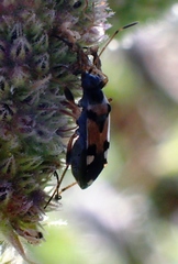 Beosus quadripunctatus