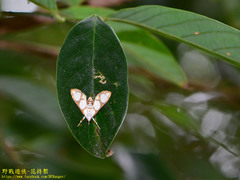 Cirrhochrista bracteolalis