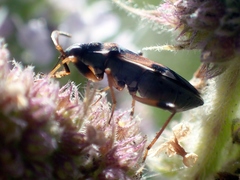 Beosus quadripunctatus