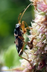 Beosus quadripunctatus