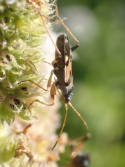 Beosus quadripunctatus