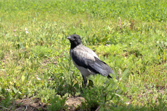 Corvus cornix