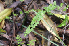 Lindsaea