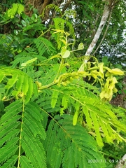 Albizia chinensis