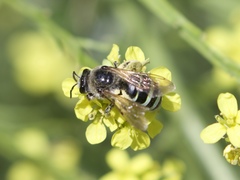 Nomia melanderi