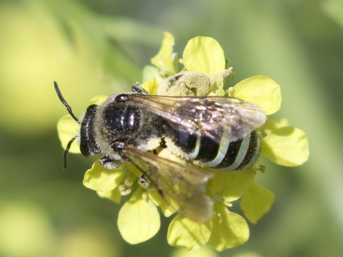alkali bee