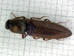 Agriotes litigiosus