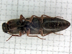 Agriotes litigiosus