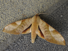 Clanis bilineata