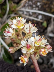 Micranthes occidentalis