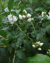 Philadelphus lewisii