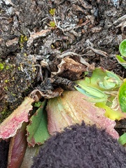 Micranthes occidentalis