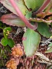 Micranthes occidentalis