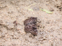 Ebrietas anacreon