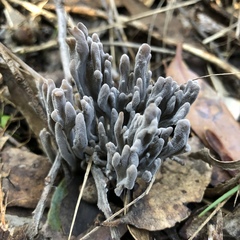 Alloclavaria