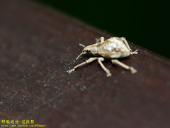 Dermatoxenus caesicollis