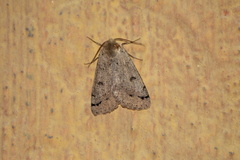 Scolecocampa