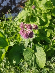 Adenostyles alliariae