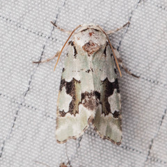 Emarginea percara