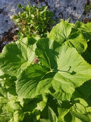 Adenostyles alliariae