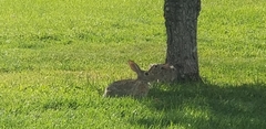 Sylvilagus audubonii